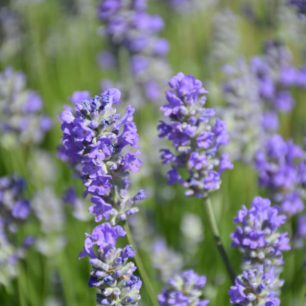 Lavandula Munstead - 1c