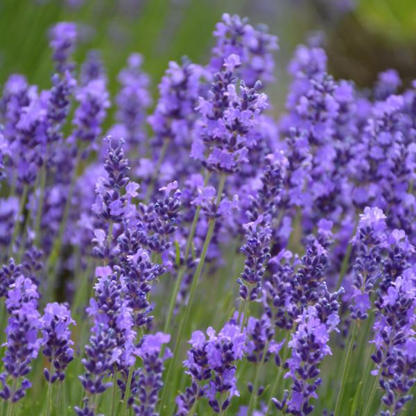 Lavandula Hidcote - 1c