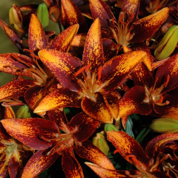 Lilium Tiny Orange - 1c