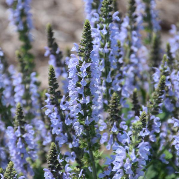 Salvia Crystal Blue - 1c