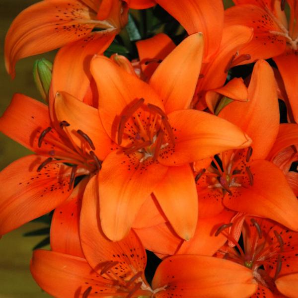 Lilium Tiny Invader - 1c