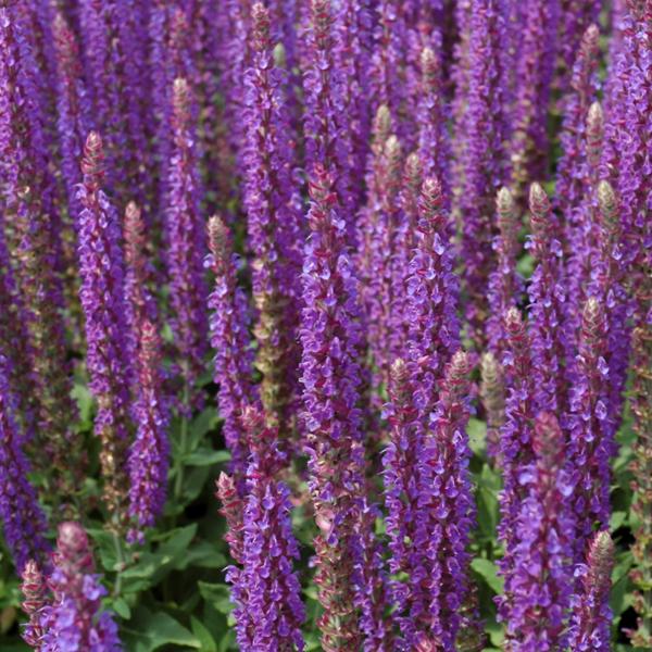 Salvia East Friesland - 1c