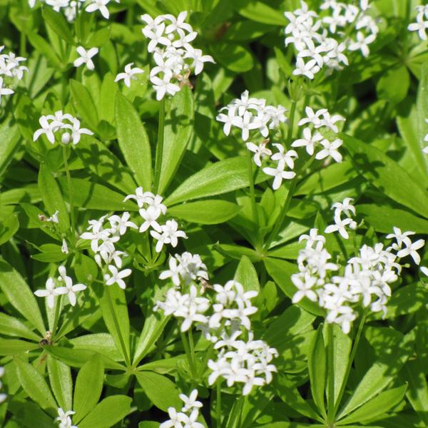 Galium Odoratum - 1q