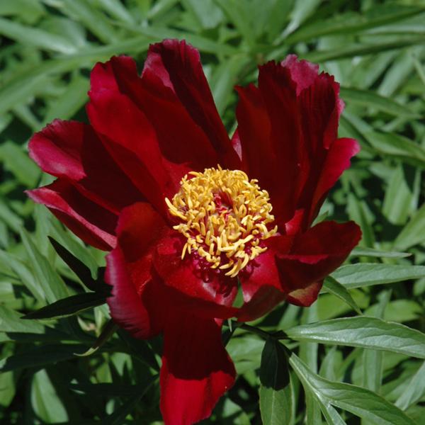 Peony Early Scout - 2c