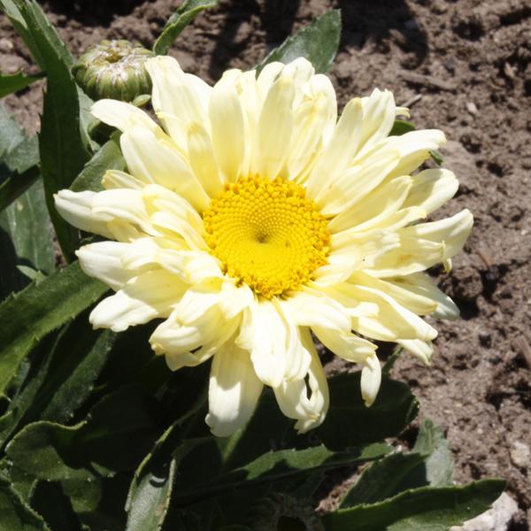 Leucanthemum Banana Cream - 1c