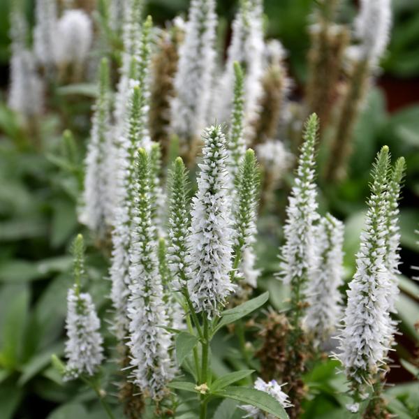 Veronica Snow Candles - 1c