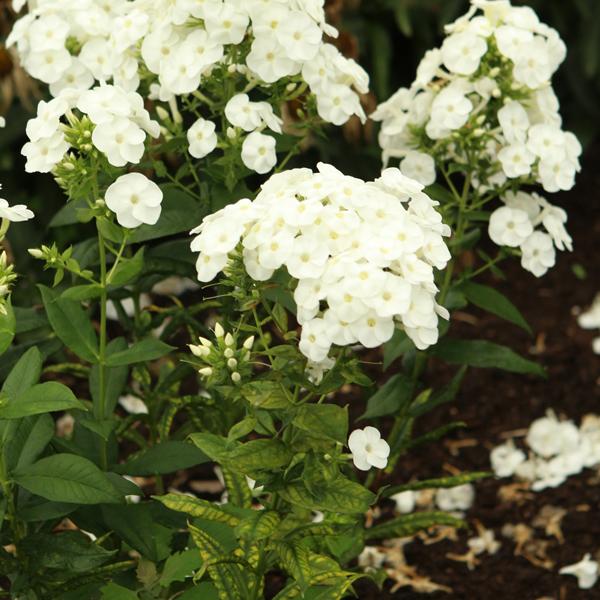 Phlox Luminary Backlight - 1c