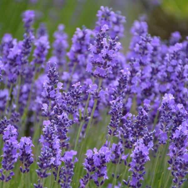 Lavandula Hidcote - 1.5c