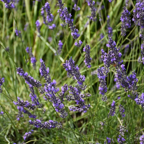 Lavandula Phenomenal - 1.5c