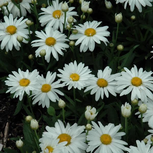 Leucanthemum Whoops A Daisy - 3c