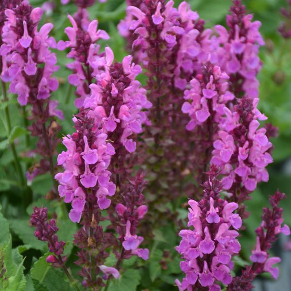 Salvia Rose Marvel - 1.5c