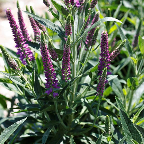 Veronica - Speedwell