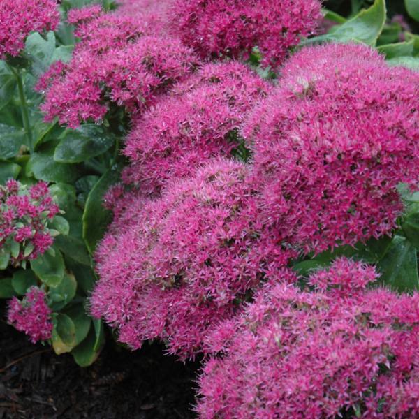 Sedum Neon - 1c