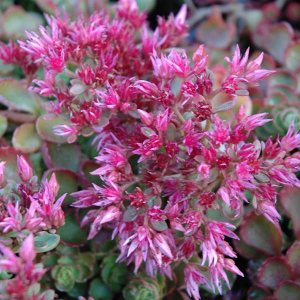 Sedum Fuldaglut - 1c