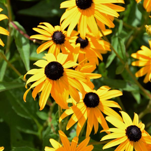 Rudbeckia Goldsturm - 2c