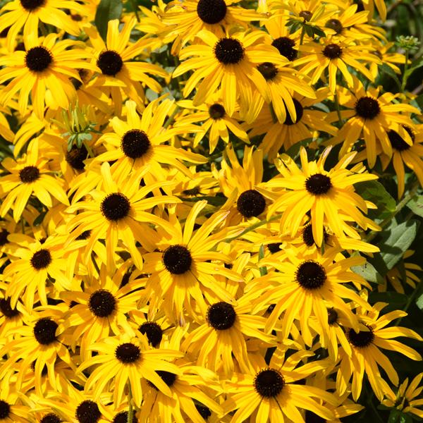 Rudbeckia Glitters Like - 1c