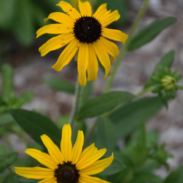 Rudbeckia American Goldrush - 1c