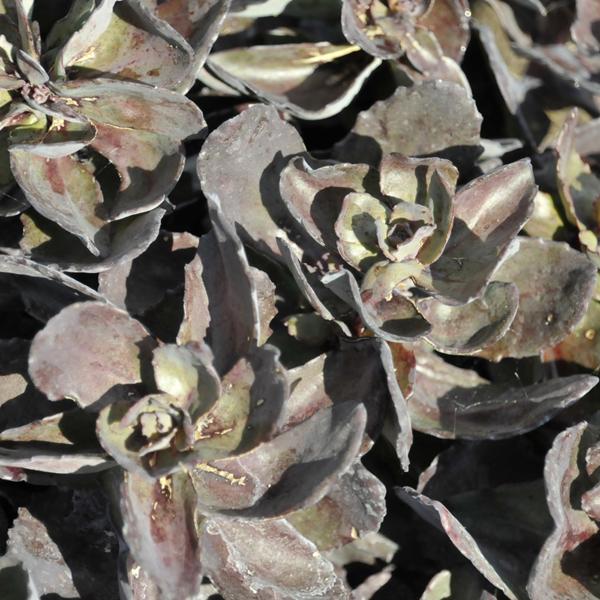 Sedum Back In Black PW - 1c