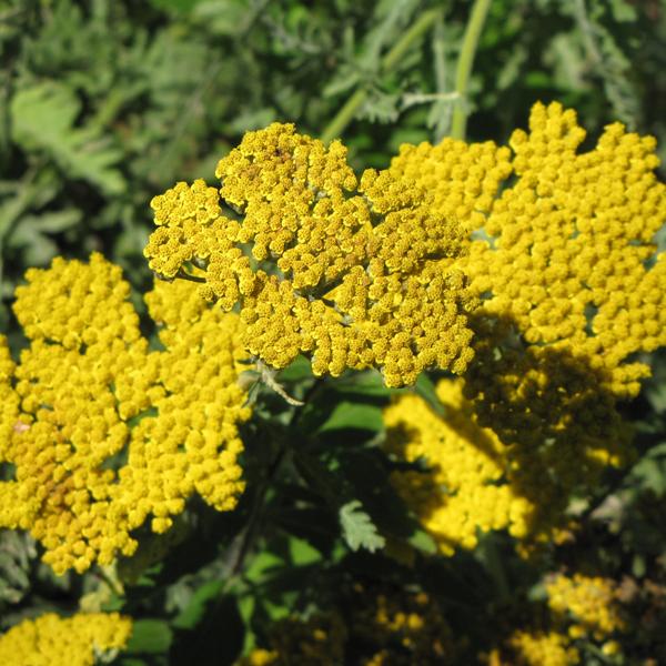 Achillea Coronation Gold - 1c