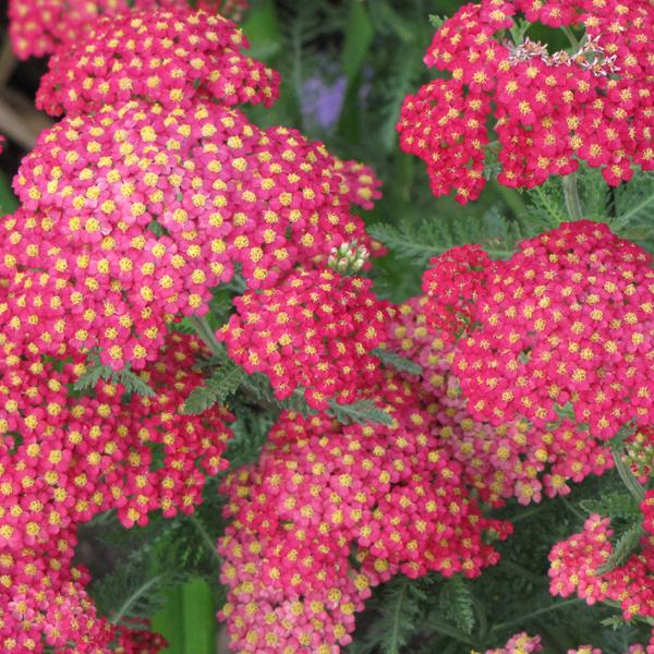 Achillea Paprika - 1c