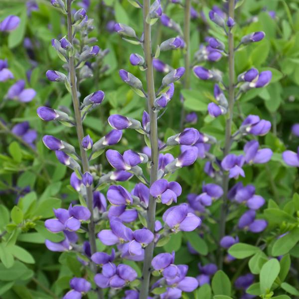 Baptisia Australis - 1c