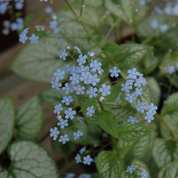 Brunnera Jack Frost - 1c