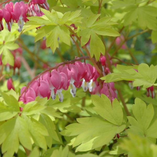Dicentra Gold Heart - 1c