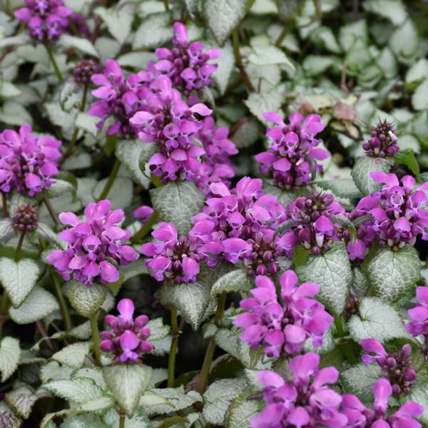 Lamium Purple Dragon - 1c