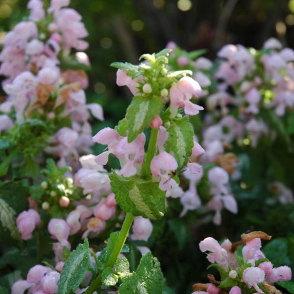 Lamium Shell Pink - 1c