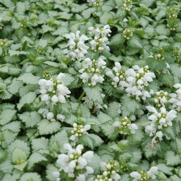 Lamium White Nancy - 1c