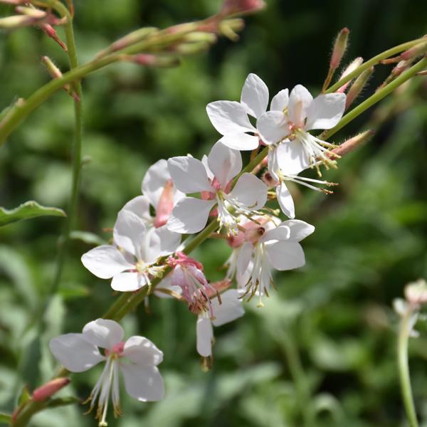 Gaura Whirling Butterflies - 1c