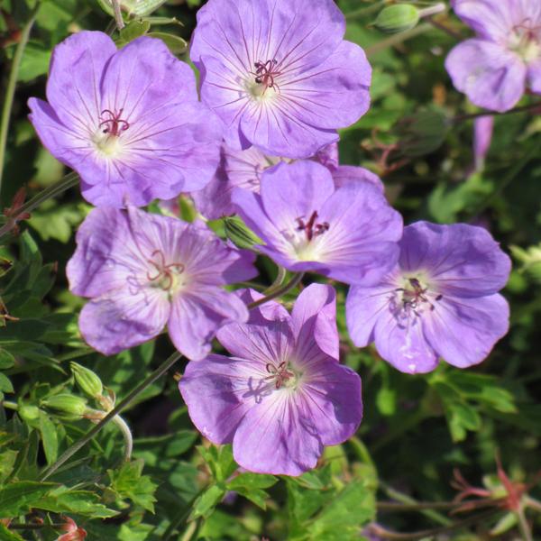 Geranium Rozanne - 2c