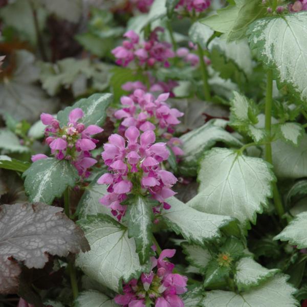 Lamium Ghost - 1c