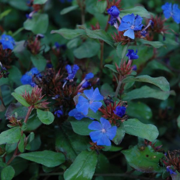 Ceratostigma Plumbaginoides - 1c