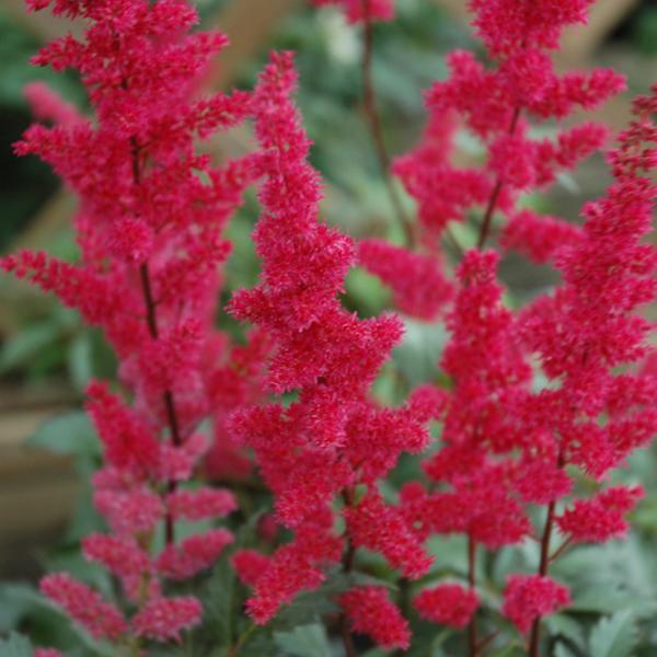 Astilbe Fanal - 1c