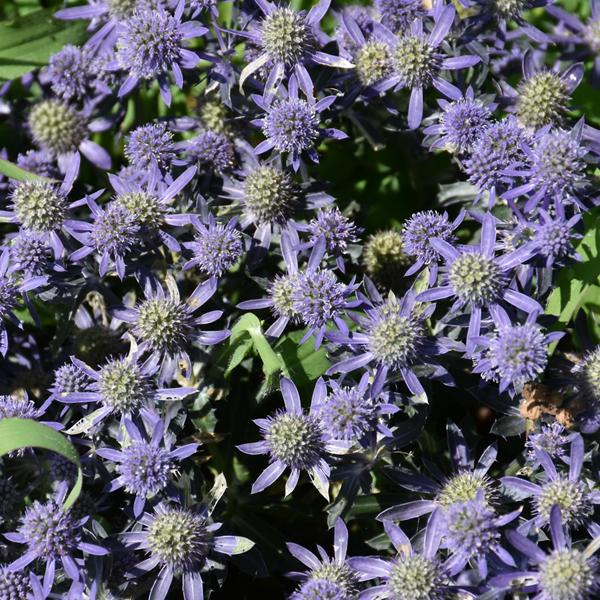 Eryngium Blue Hobbit - 1c