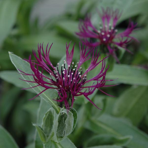 Centaurea Amethyst Dream - 1c