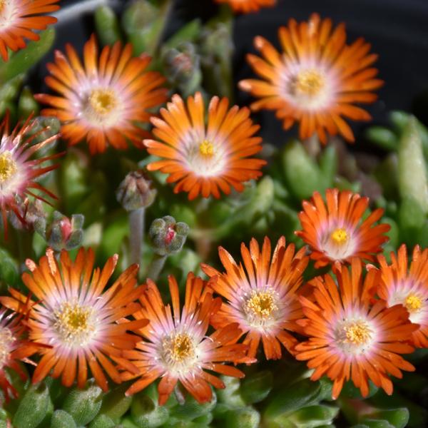 Delosperma Topaz - 1c