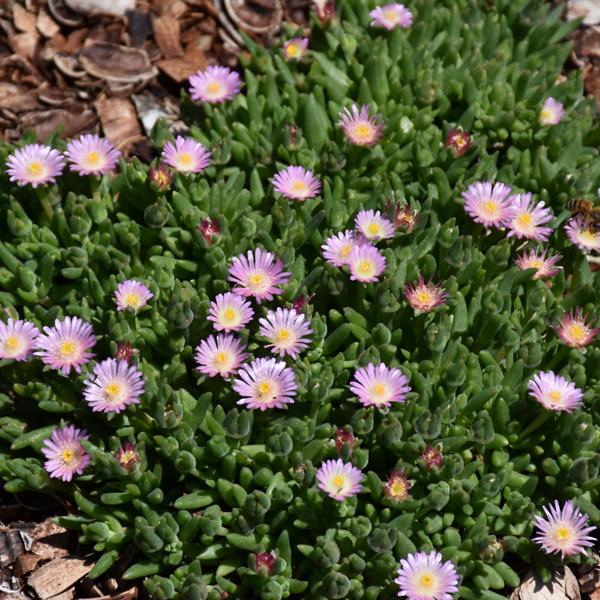Delosperma Rosequartz - 1c