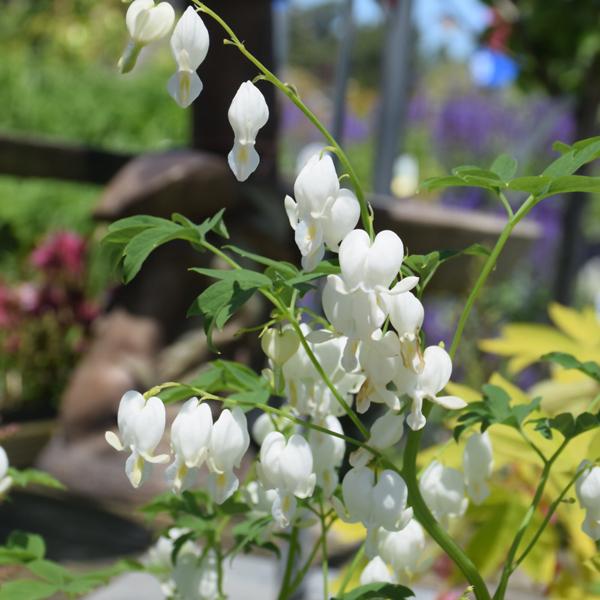 Dicentra Spectabilis Alba - 1c