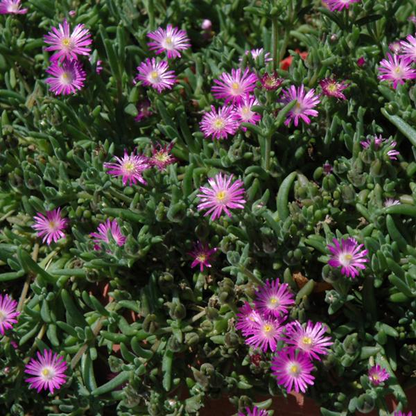 Delosperma Hot Pink - 1c
