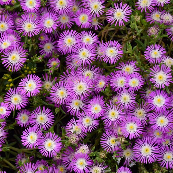 Delosperma Violet Wonder - 1c