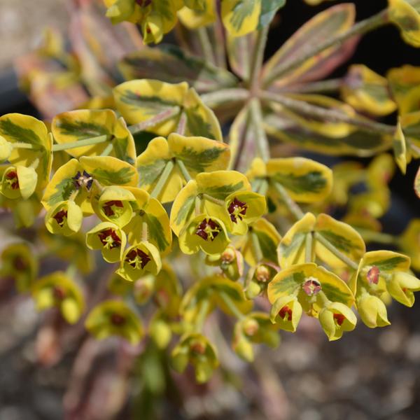 Euphorbia Ascot Rainbow - 1q
