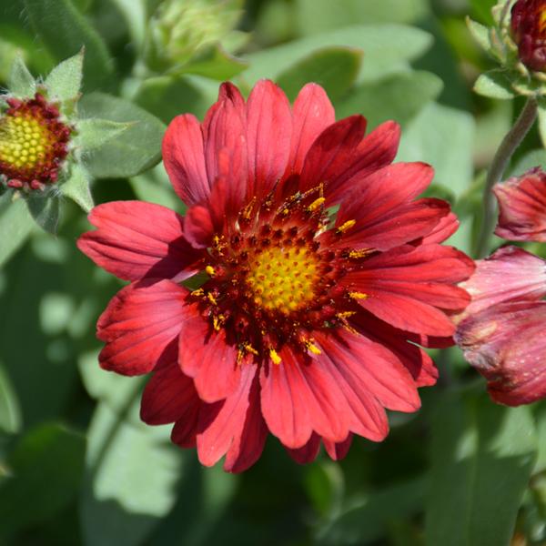 Gaillardia Mesa Red - 1c