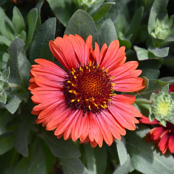 Gaillardia Spin Red - 1c