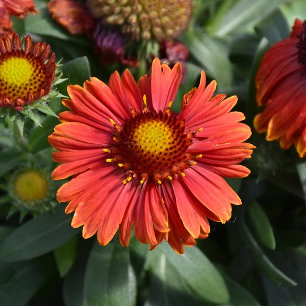 Gaillardia Spin Yellow - 1c