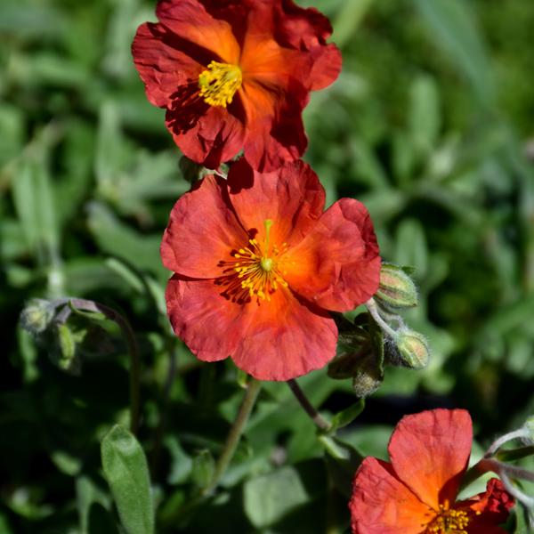 Helianthemum Fire Dragon - 1c