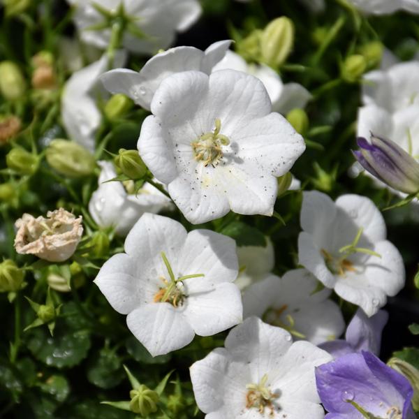 Campanula Rapido White - 1c