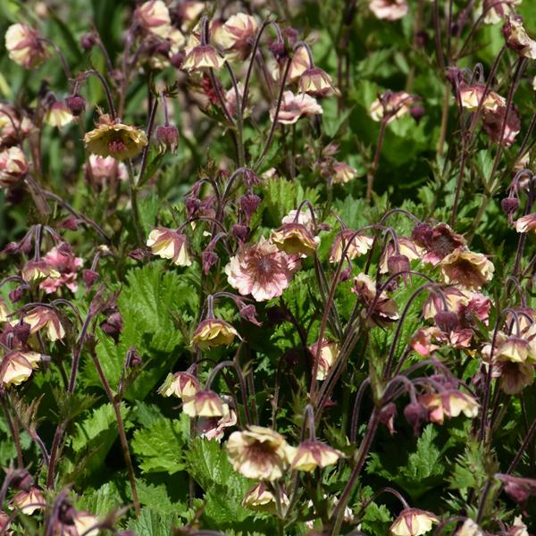 Geum Pretticoats Peach - 1c