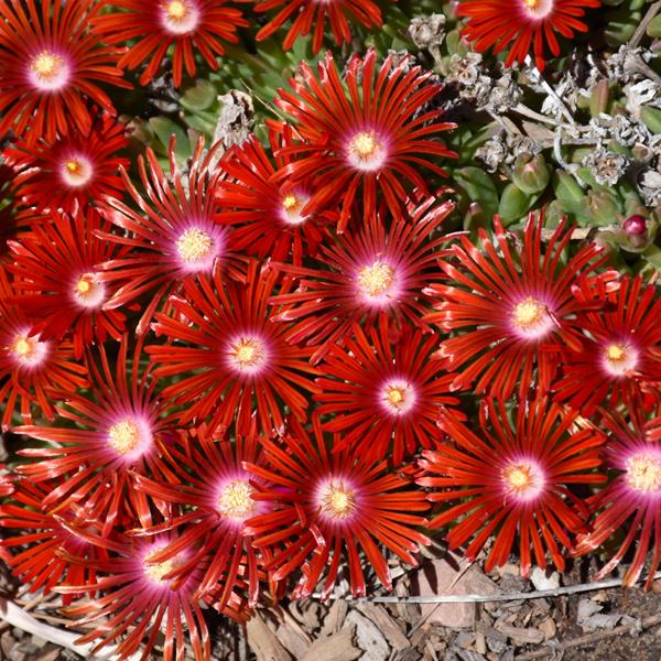 Delosperma Rd Mt - 1c